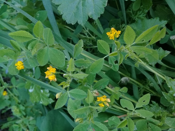 Medicago?