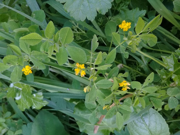 Medicago?