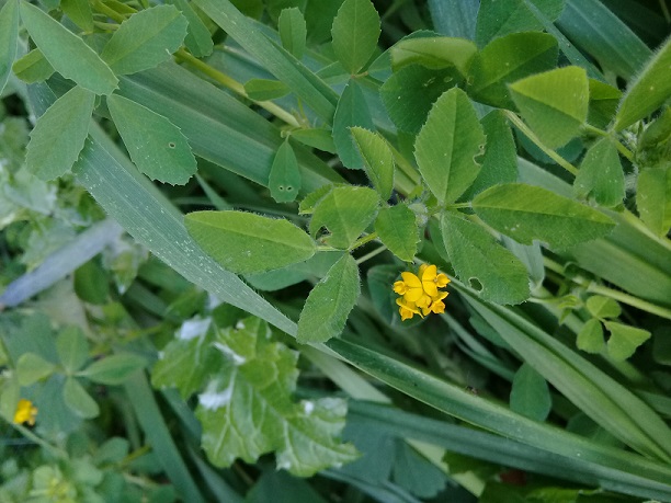 Medicago?