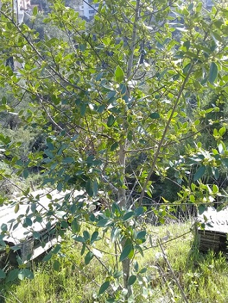 Rhamnus cathartica?