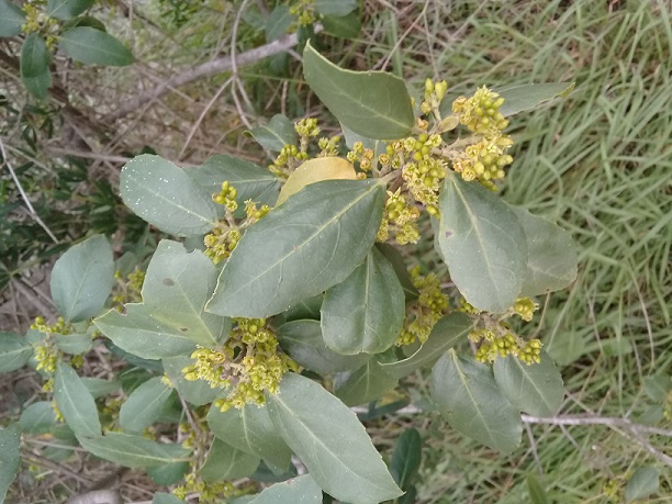 Rhamnus cathartica?