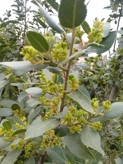 Rhamnus cathartica?