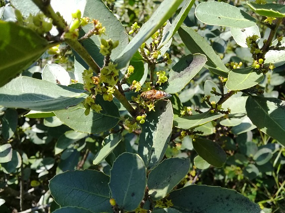 Rhamnus cathartica?