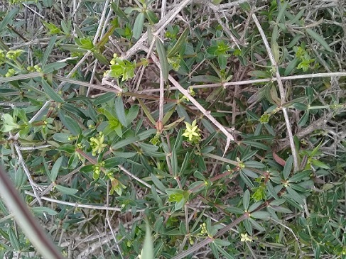 Galium?