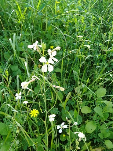 Eruca sativa or Raphanus raphanistrum?  Eruca vesicaria (= E. sativa), Brassicaceae