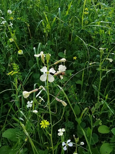 Eruca sativa or Raphanus raphanistrum?  Eruca vesicaria (= E. sativa), Brassicaceae