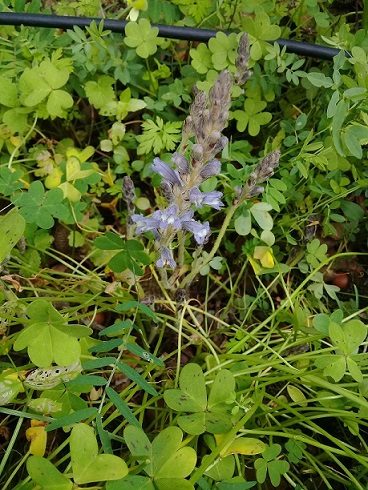 Orobanche aegyptiaca o orobanche mutelii o orobanche nana