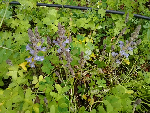 Orobanche aegyptiaca o orobanche mutelii o orobanche nana