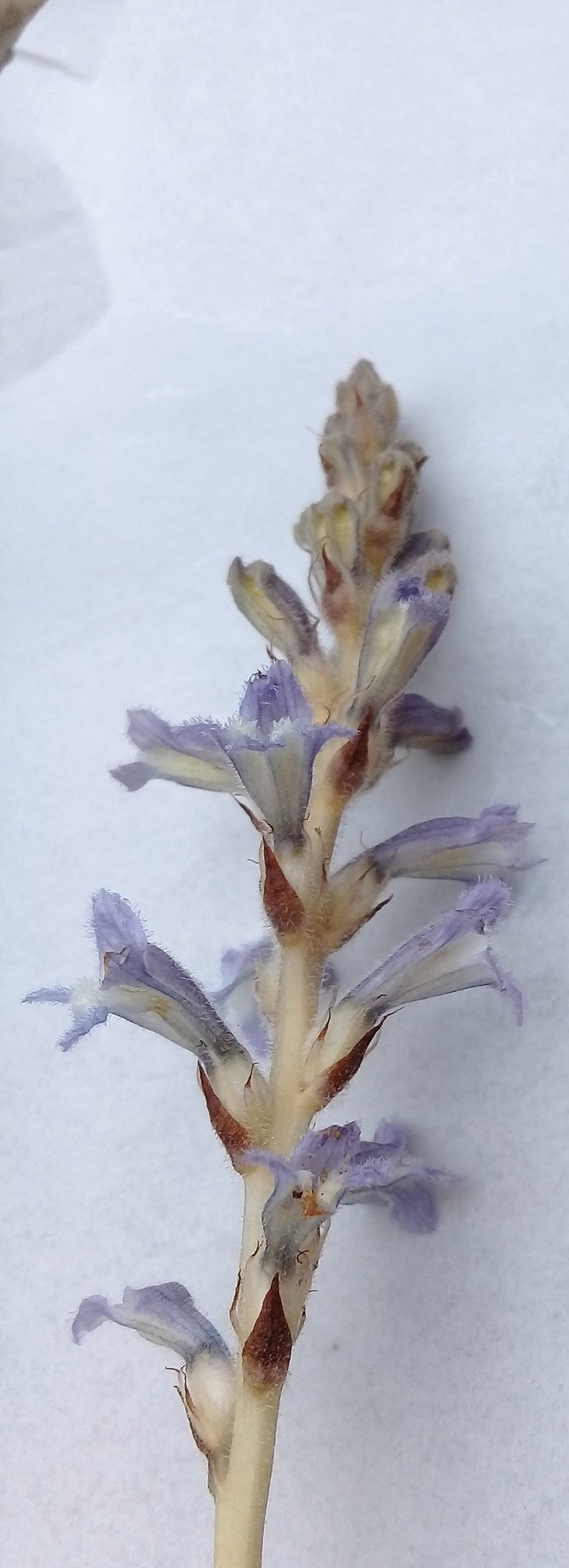 Orobanche aegyptiaca o orobanche mutelii o orobanche nana