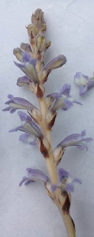 Orobanche aegyptiaca o orobanche mutelii o orobanche nana