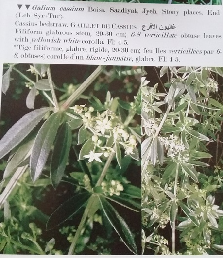 Galium?