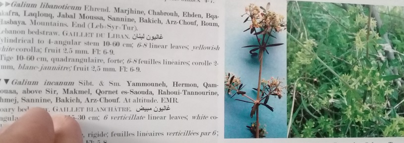 Galium?