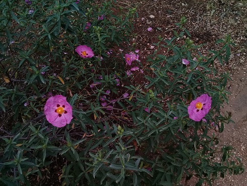 Cistaceae?  S,  Cistus x purpureus