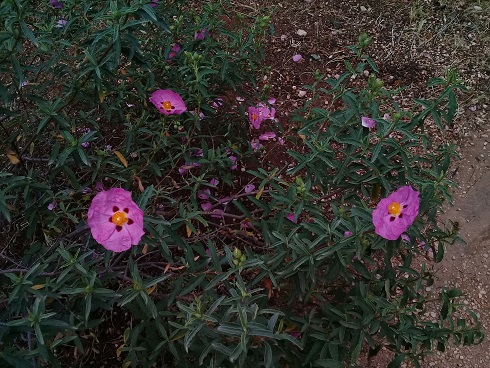 Cistaceae?  S,  Cistus x purpureus