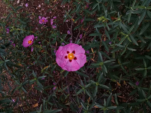 Cistaceae?  S,  Cistus x purpureus