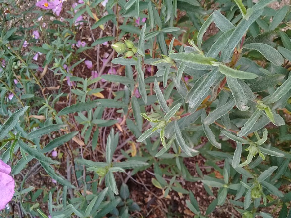 Cistaceae?  S,  Cistus x purpureus