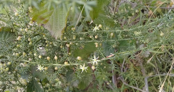 Asparagi acutifoli o asparagi aphyllus