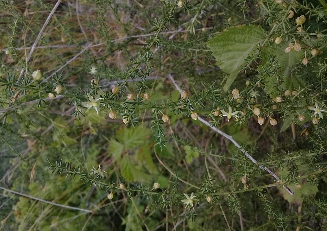 Asparagi acutifoli o asparagi aphyllus