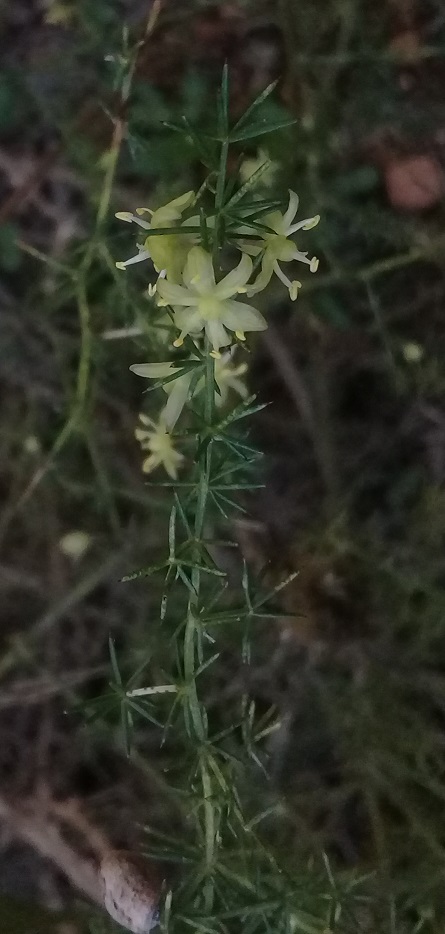 Asparagi acutifoli o asparagi aphyllus