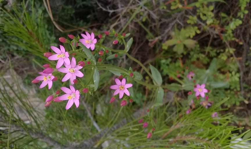 Gentianaceae:  Centaurium erythraea, anomalo (6-7 petali)