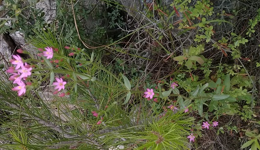 Gentianaceae:  Centaurium erythraea, anomalo (6-7 petali)