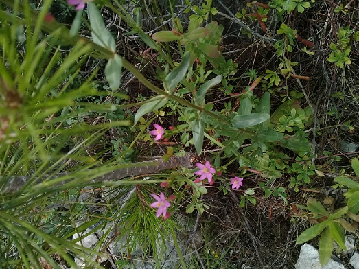 Gentianaceae:  Centaurium erythraea, anomalo (6-7 petali)