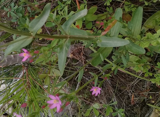 Gentianaceae:  Centaurium erythraea, anomalo (6-7 petali)