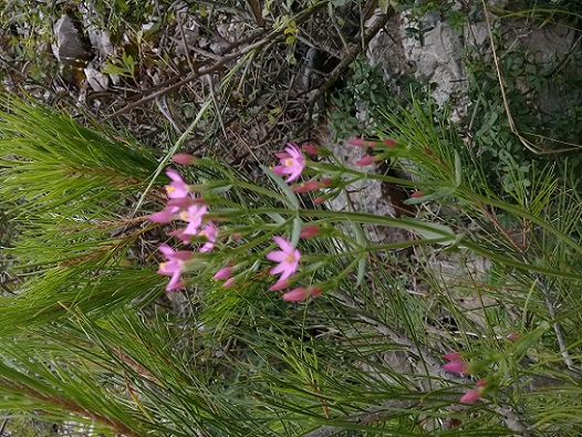 Gentianaceae:  Centaurium erythraea, anomalo (6-7 petali)