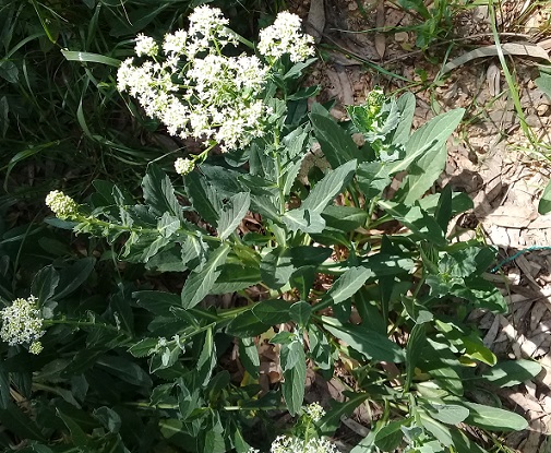 Buon odore:   Apiaceae?   No, Brassicaceae: Lepidium draba