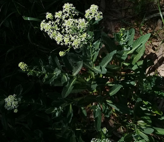 Buon odore:   Apiaceae?   No, Brassicaceae: Lepidium draba