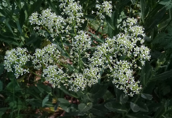 Buon odore:   Apiaceae?   No, Brassicaceae: Lepidium draba