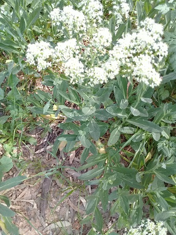 Buon odore:   Apiaceae?   No, Brassicaceae: Lepidium draba