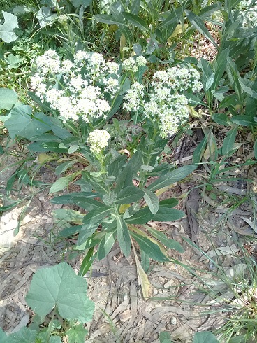 Buon odore:   Apiaceae?   No, Brassicaceae: Lepidium draba