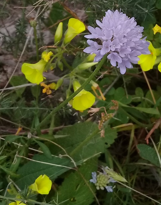 Cephalaria o scabiosa o cosa?