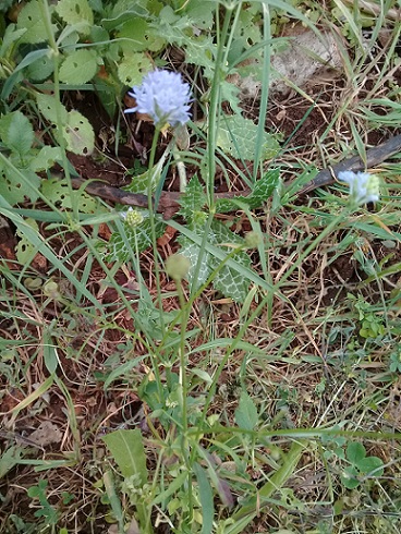 Cephalaria o scabiosa o cosa?