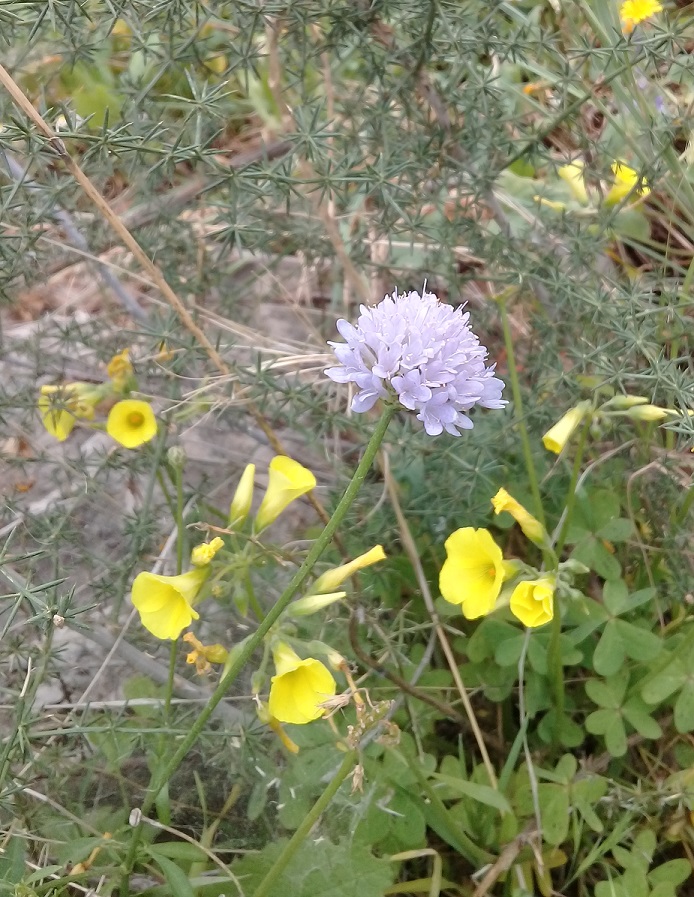 Cephalaria o scabiosa o cosa?