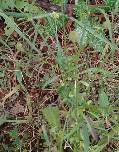 Cephalaria o scabiosa o cosa?