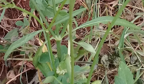 Cephalaria o scabiosa o cosa?