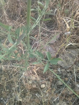 Cephalaria o scabiosa o cosa?