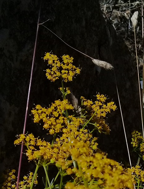 ferula o hippomarathrum ...?  No, Prangos sp. o  Cachrys sp.