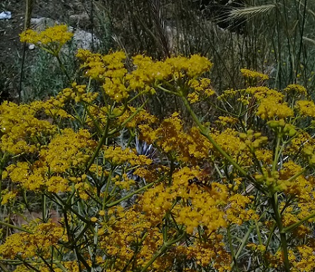 ferula o hippomarathrum ...?  No, Prangos sp. o  Cachrys sp.