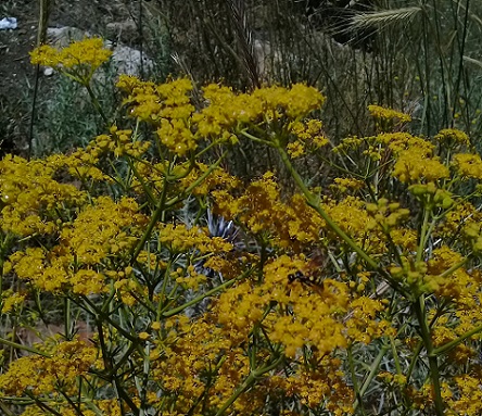 ferula o hippomarathrum ...?  No, Prangos sp. o  Cachrys sp.