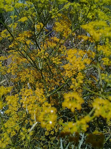 ferula o hippomarathrum ...?  No, Prangos sp. o  Cachrys sp.