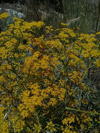 ferula o hippomarathrum ...?  No, Prangos sp. o  Cachrys sp.