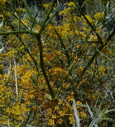 ferula o hippomarathrum ...?  No, Prangos sp. o  Cachrys sp.