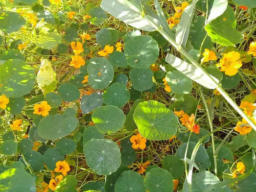 Foglie circolari con fiori arancio:  Tropaeolum majus / Nasturzio