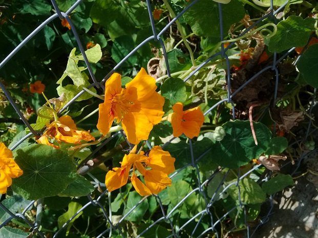Foglie circolari con fiori arancio:  Tropaeolum majus / Nasturzio