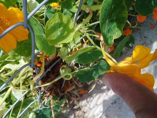 Foglie circolari con fiori arancio:  Tropaeolum majus / Nasturzio