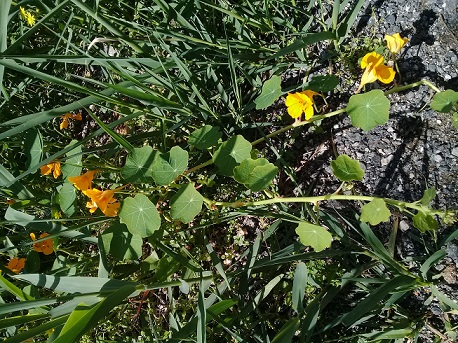 Foglie circolari con fiori arancio:  Tropaeolum majus / Nasturzio