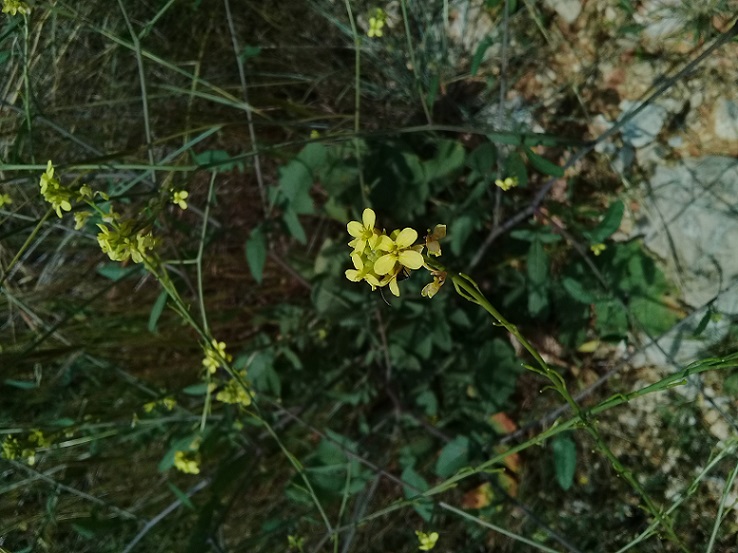 Sisymbrium officinale o cosa?